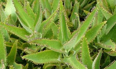 Kalanchoe Tinktura za zdravljenje varikoznih žil